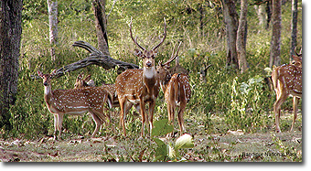 Bandipur Wildlife Reserve Concept Voyages