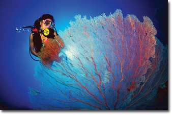 Snorkelling in Cairns Barrier Reef Concept Voyages