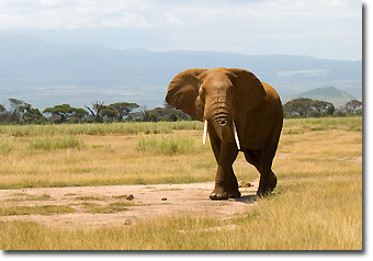 African Elehant Concept Voyages