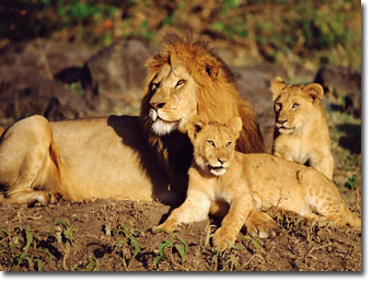 Lions in Masai Mara Concept Voyages