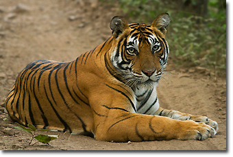 Tiger in Ranthambore Concept Voyages