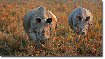One horned Rhinos in Kaziranga National Park Concept Voyages