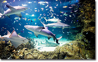 Sydney Aquarium Concept Voyages