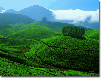 Kerala Munnar Tea Gardens Concept Voyages