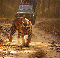 Jungle Safari in Kanha National Park, Madhya Pradesh